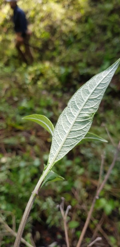 Verbesina liebmannii, photographed by Eugenio Padilla