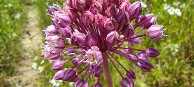 Allium ampeloprasum, photographed by Santiago Martín-Bravo