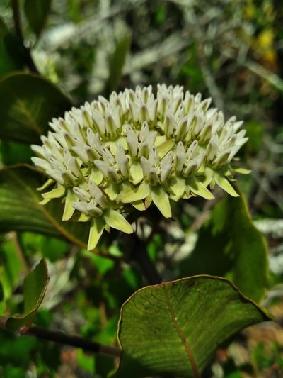 Asclepias curtissii, photographed by Scott Ward