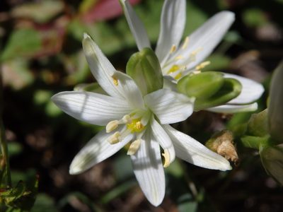 Cathissa concinna, photographed by Carminda Santos