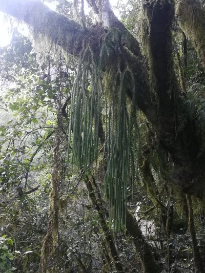 Phlegmariurus dacrydioides, photographed by Noeleen du Toit
