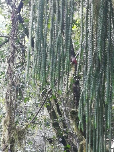 Phlegmariurus dacrydioides, photographed by Noeleen du Toit
