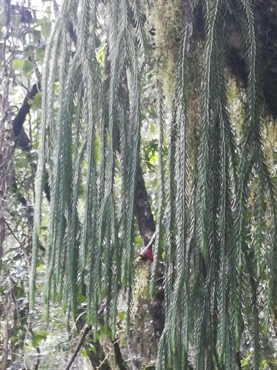 Phlegmariurus dacrydioides, photographed by Noeleen du Toit