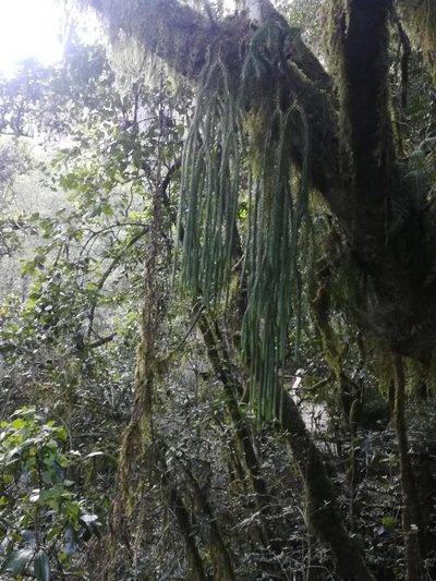 Phlegmariurus dacrydioides, photographed by Noeleen du Toit