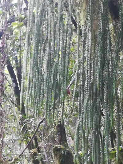 Phlegmariurus dacrydioides, photographed by Noeleen du Toit