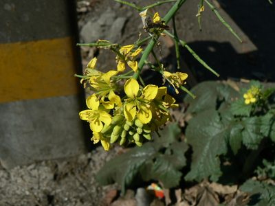 Brassica juncea, photographed by Dinesh Valke