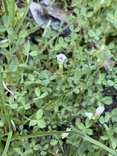 Trifolium monanthum, photographed by Matt Berger
