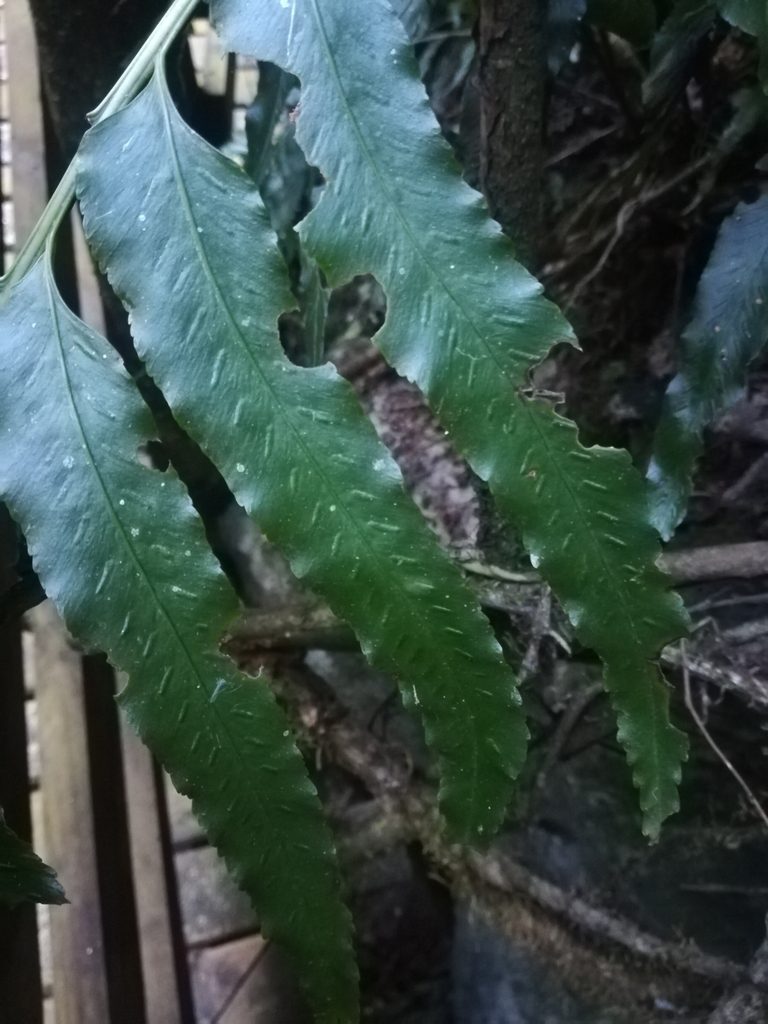 Asplenium anisophyllum, photographed by Noeleen du Toit