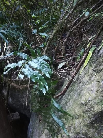 Asplenium anisophyllum, photographed by Noeleen du Toit