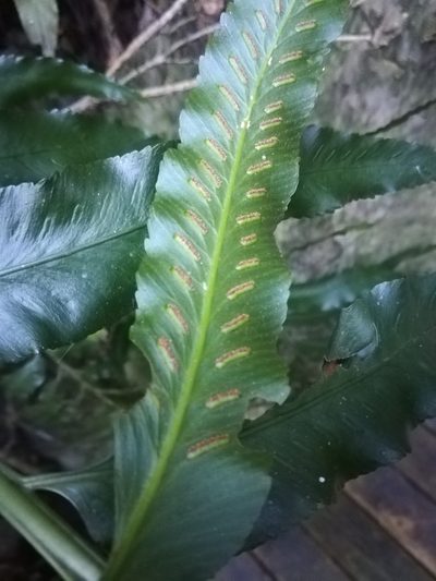Asplenium anisophyllum, photographed by Noeleen du Toit