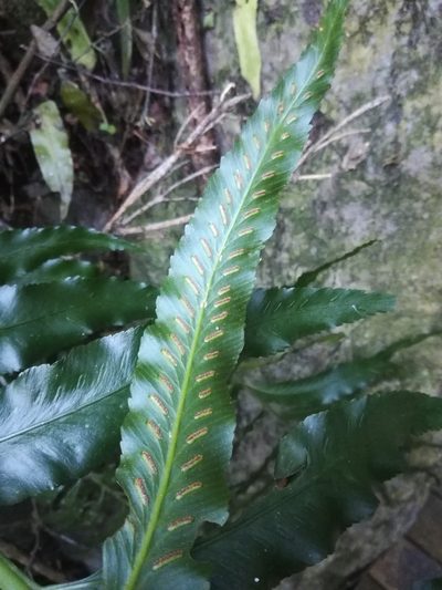 Asplenium anisophyllum, photographed by Noeleen du Toit