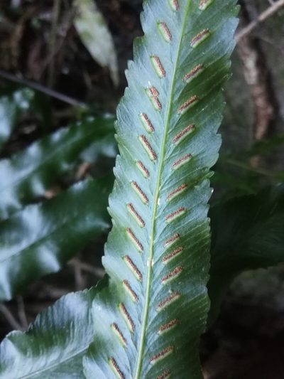 Asplenium anisophyllum, photographed by Noeleen du Toit