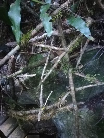 Asplenium anisophyllum, photographed by Noeleen du Toit
