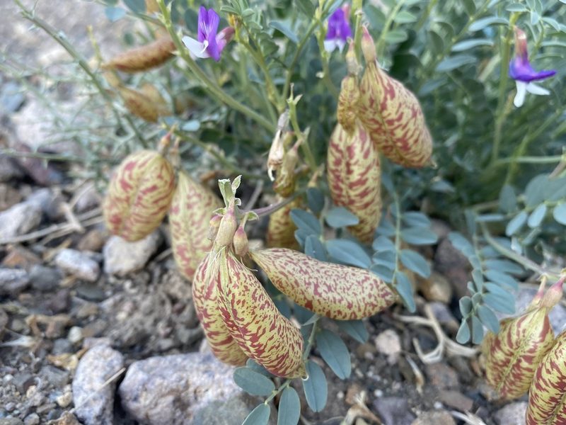 Astragalus oophorus, photographed by Matt Berger