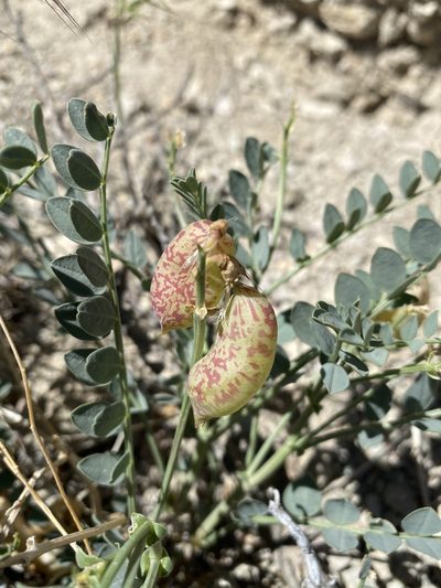 Astragalus oophorus, photographed by Matt Berger