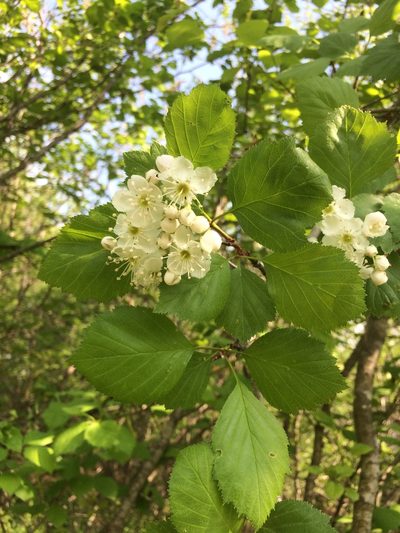 Crataegus scabrida, photographed by Étienne Lacroix-Carignan