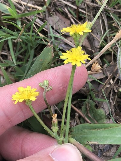 Crepis zacintha, photographed by Sam Kieschnick