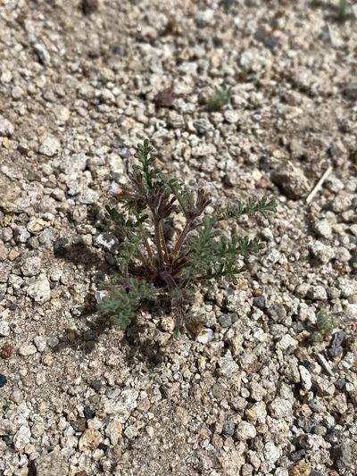 Phacelia ivesiana, photographed by Matt Berger
