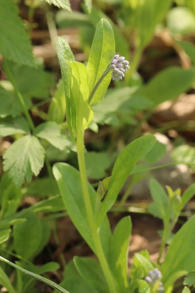 Myosotis krylovii, photographed by Nina Filippova