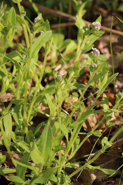 Myosotis krylovii, photographed by Nina Filippova