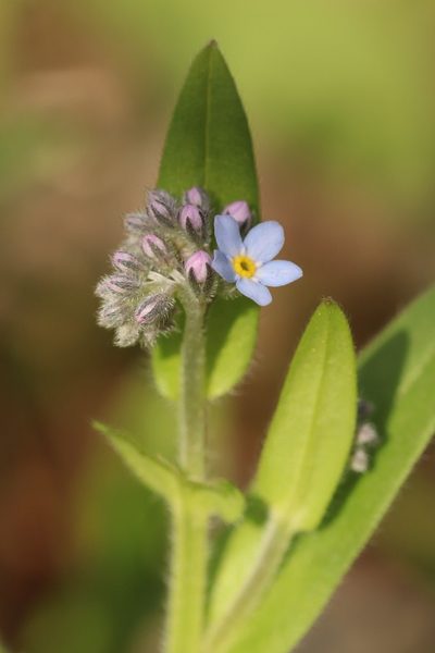 Myosotis krylovii, photographed by Nina Filippova