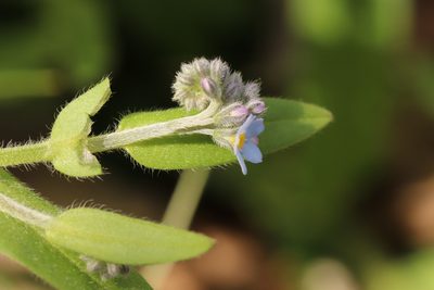 Myosotis krylovii, photographed by Nina Filippova