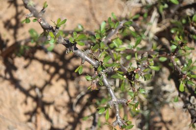 Jatropha dioica, photographed by José Belem Hernández Díaz