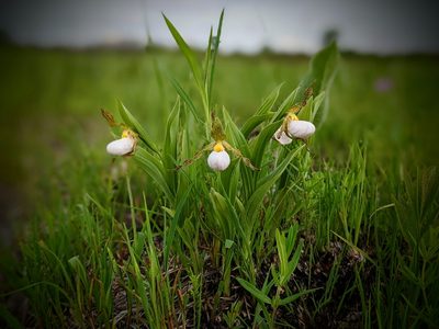 Cypripedium candidum, photographed by Ethan Rose