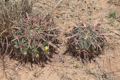 Ferocactus latispinus, photographed by José Belem Hernández Díaz