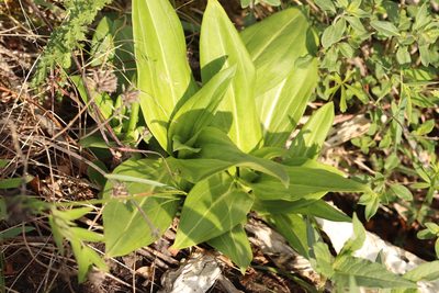 Gentiana macrophylla, photographed by Nina Filippova