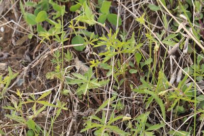 Potentilla flagellaris, photographed by Nina Filippova
