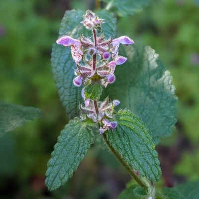 Stachys rigida, photographed by Franco Folini