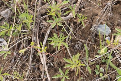 Potentilla flagellaris, photographed by Nina Filippova
