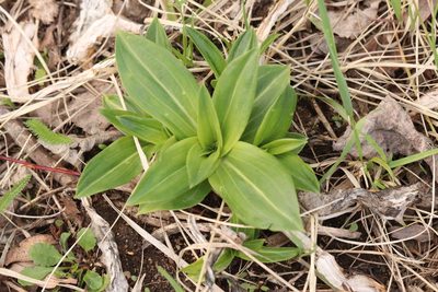 Gentiana macrophylla, photographed by Nina Filippova