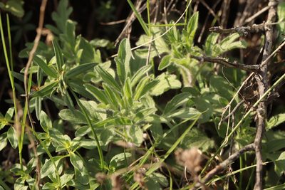 Nepeta multifida, photographed by Nina Filippova