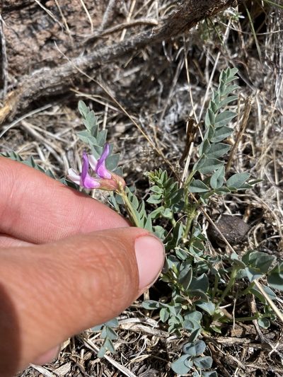 Astragalus oophorus, photographed by Matt Berger
