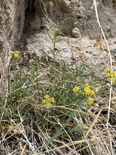 Cymopterus petraeus, photographed by Matt Berger