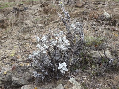 Eriogonum crocatum, photographed by Zack Abbey