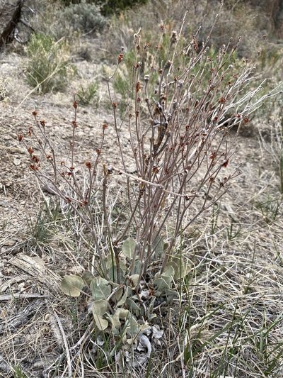 Eriogonum rupinum, photographed by Matt Berger