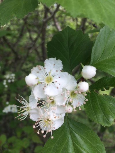 Crataegus scabrida, photographed by Étienne Lacroix-Carignan