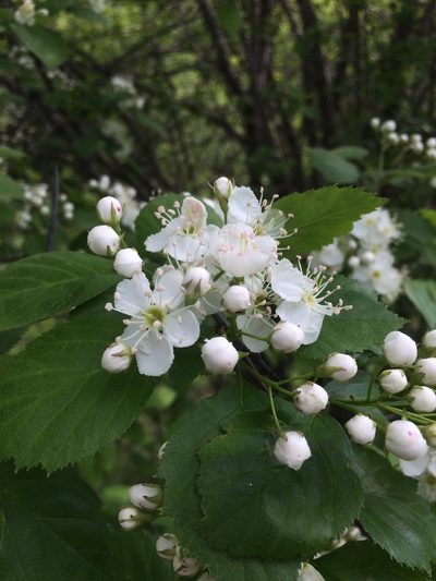 Crataegus scabrida, photographed by Étienne Lacroix-Carignan