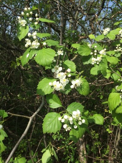 Crataegus scabrida, photographed by Étienne Lacroix-Carignan