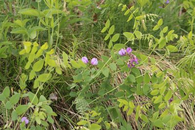 Lathyrus humilis, photographed by Nina Filippova
