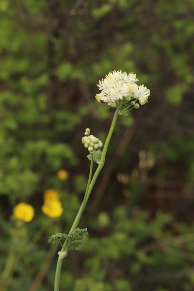 Thalictrum petaloideum, photographed by Nina Filippova