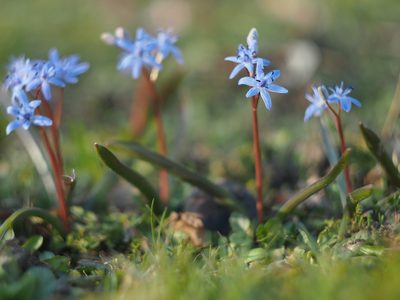Scilla vindobonensis, photographed by Zoltán Nagy