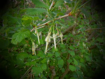 Ribes missouriense, photographed by Eric Schmidt