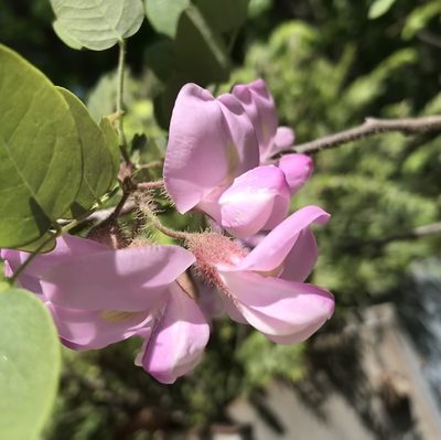 Robinia hispida, photographed by Diane