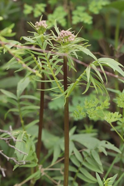 Valeriana rossica, photographed by Nina Filippova
