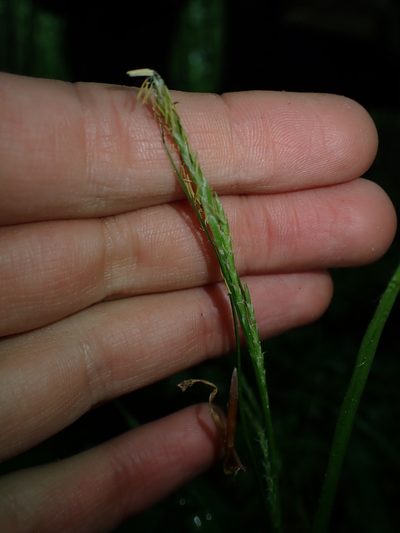 Carex strigosa, photographed by Skjold Søndergaard
