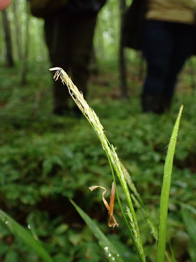 Carex strigosa, photographed by Skjold Søndergaard
